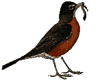 oiseau.gif (12390 octets)